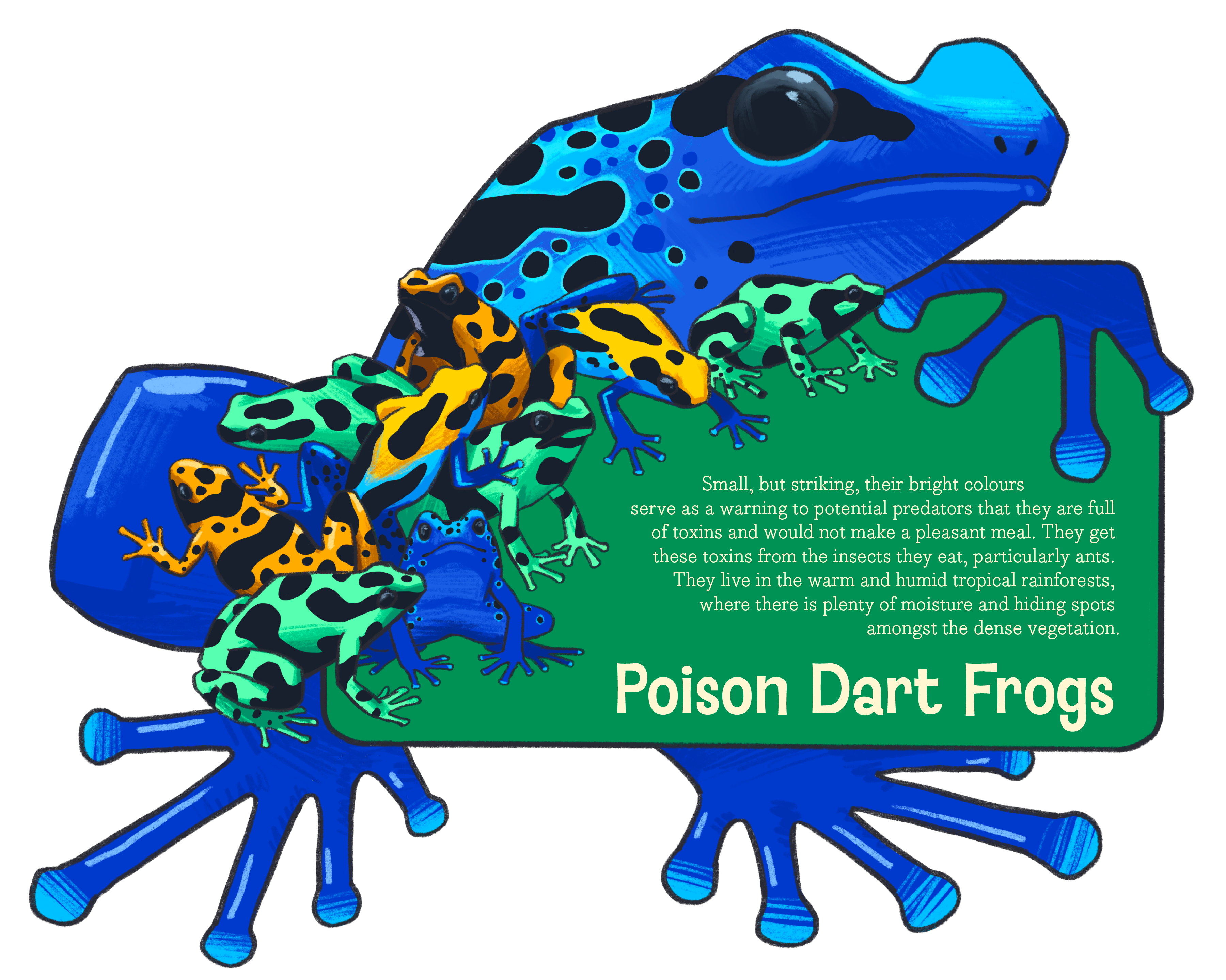 Poison Dart Frogs